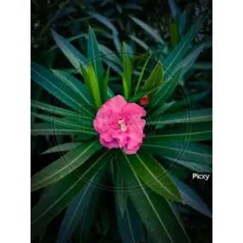 Gorgeous Arali Flowers 1a-arali flower-5063513-92823.webp